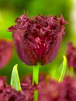 Tulip Fringed Labrador